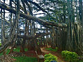 Profile Picture of Banyan - Wikipedia, the free encyclopediaon Wikipedia