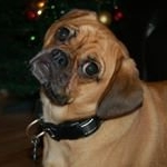 Profile Picture of Frank the Puggle (@onngist47) on Instagram