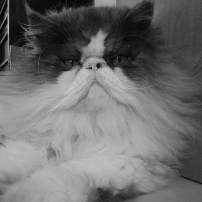 Profile Picture of James Hargraves (@Alohapuuwai) on Twitter