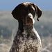 Profile Picture of Adamo Kennels (@AdamoKennels) on Pinterest