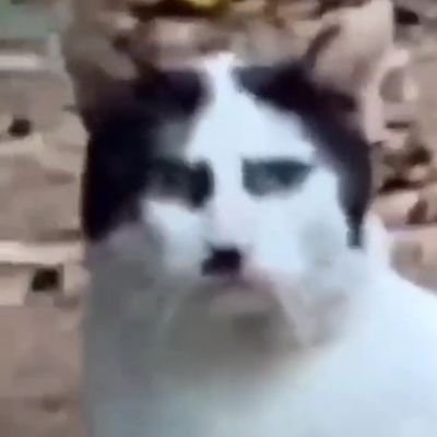 Profile Picture of MCQ (@StephenMcQuade8) on Twitter