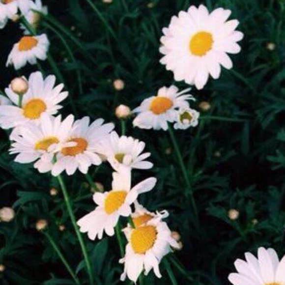 Profile Picture of Patrice Needham (@artistic_bear) on Poshmark