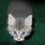 Profile Picture of Cheryl Hobbs (@cahobbs57) on Pinterest