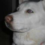 David Dolinar - Instagram Profile Picture of David Dolinar (@deddav) on Instagram