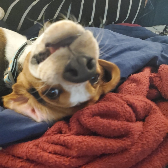 Profile Picture of Yanilsa Bloise d aldebot (@dcompras100pre) on Poshmark