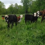 Keith D Moffat Jr - Instagram Profile Picture of Keith D Moffat Jr (@eatmeacres) on Instagram