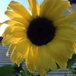 Profile Picture of Lisa Dobbs (@sunshine876yahoo.com_) on Instagram