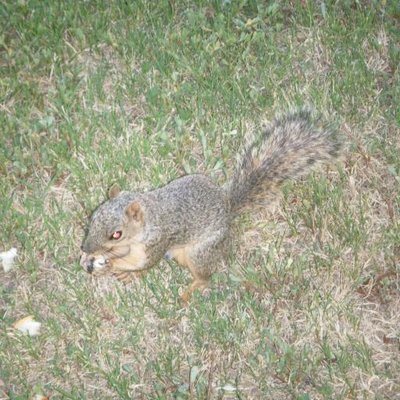 Profile Picture of Leah Sankar (@LeahSankar) on Twitter