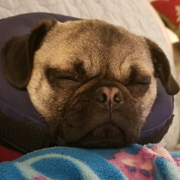 Lauren Dromms - Poshmark Profile Picture of Lauren Dromms (@ldromms) on Poshmark