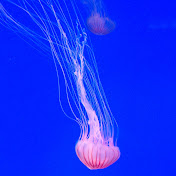 Profile Picture of Rubinstein Laboratory (@rubinsteinlaboratory2935) on Youtube