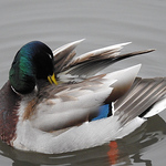 Profile Picture of Brandon Tate (@silverwolf47) on Flickr