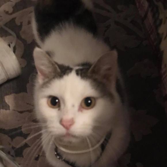 Profile Picture of Jason Snyder (@jasonsnyder0625) on Poshmark