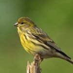 Profile Picture of Guillermo Velez (@tu.pajarito.diario) on Instagram