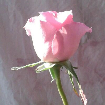 Profile Picture of Shazia Hashmi (@SShazia786) on Twitter