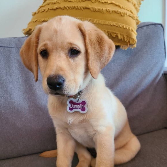 Profile Picture of Fu-ting a Wang (@awang8678) on Poshmark