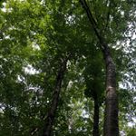 Profile Picture of Matt Fournier (207)3873871 (@varietyyardwork) on Instagram