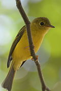 Citrine canary-flycatcher - Wikipedia Profile Picture of Citrine canary-flycatcheron Wikipedia