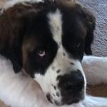 Profile Picture of Christopher J Arquette (@christopherarquette) on Instagram