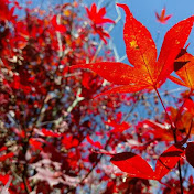 Profile Picture of Li-kuan Zhang (@li-kuanzhang2257) on Youtube