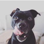 Profile Picture of ℒ’נσнииιє (@johnnie.walkerstaffy) on Instagram