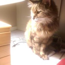 Profile Picture of Benjamin Cowles (@juntjoo) on Twitter