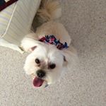 Profile Picture of Chriss Golden (@chrissagolden) on Instagram