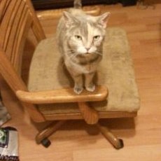 Profile Picture of Daron Wilson (@daronrwilson1) on Twitter