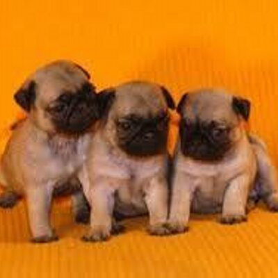 Profile Picture of PaulaPuente (@PaulaPuente8) on Twitter