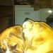 Profile Picture of Tyler Osmond (@Blaze9028nice) on Pinterest