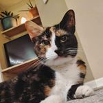 Profile Picture of Penny Layne (@thatcatpenny) on Instagram