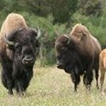 Profile Picture of Grant Paton (@grant.paton) on Instagram