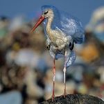 Profile Picture of jeff_koonst (@jeff_koonst) on Instagram