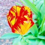 Profile Picture of Lisa Grohmann (@lisag8250) on Instagram