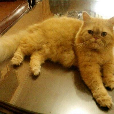 Profile Picture of Nayra Amanda (@AmandaMichiko) on Twitter