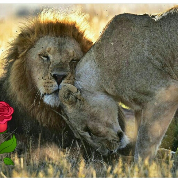 Profile Picture of Daniela Tavares (@danitavares) on Poshmark