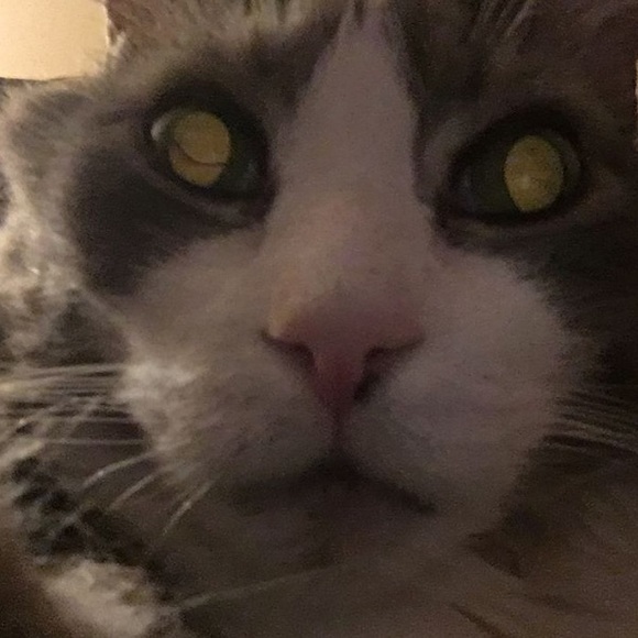 Profile Picture of Laine Zetoff (@lamscake) on Poshmark