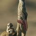 Profile Picture of Mark Pusateri (@snomyn) on Pinterest