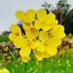 Profile Picture of sona parmar bhil 6350 (@sonaparmarbhil6350) on Instagram