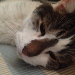 Profile Picture of MickyMclaughlin The Kitty Cat (@mickeymclaughlinkittycat) on Instagram