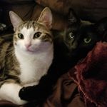 Profile Picture of Frankie + Preston (@frankieandpreston) on Instagram