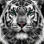 Profile Picture of Michael Ducatelli (@ducatellimichael) on Instagram