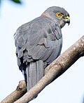 Profile Picture of Fiji goshawkon Wikipedia