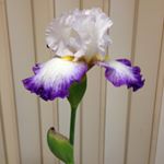 Profile Picture of Sue Eichelberger (@susie76051) on Instagram