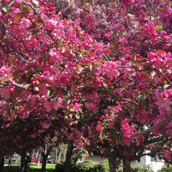 Profile Picture of Ramesh Navab (@rameshmsp) on Poshmark