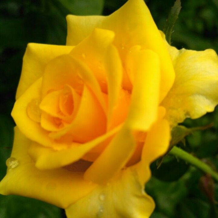 Profile Picture of AshaMahesh (@aisumayyu) on Tiktok
