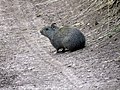 Profile Picture of Lowland yellow-toothed cavyon Wikipedia