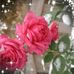 Profile Picture of Patricia Mckeown (@patricia.mckeown.52) on Facebook