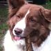 Profile Picture of Brandy Border Collie (@brandy.bordercollie) on Facebook