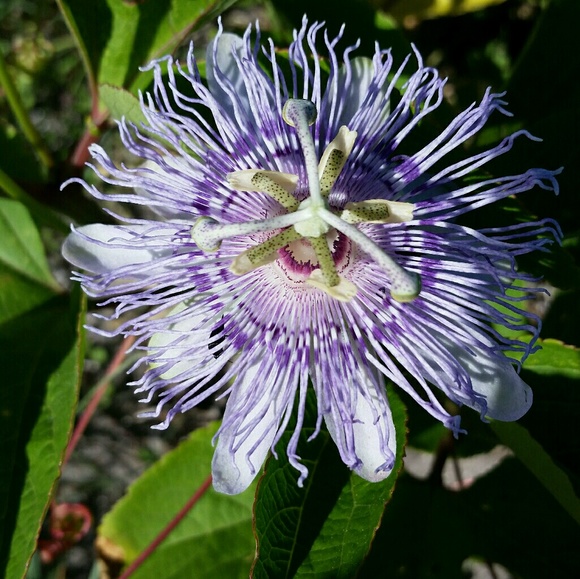 Profile Picture of Melvin Bashans (@mbashans) on Poshmark