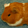 Profile Picture of RockyPig (@RockyPig) on Flickr